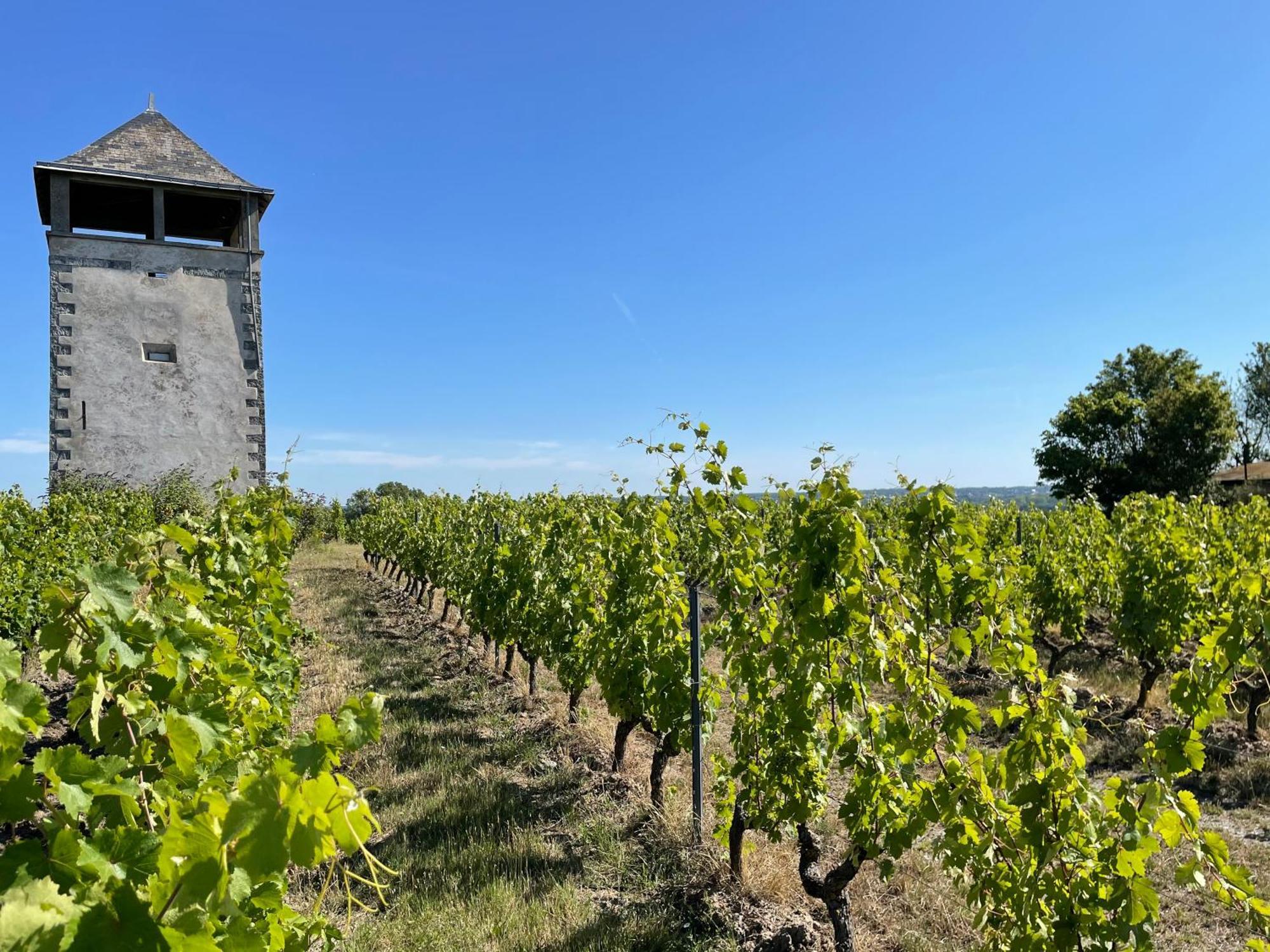 Maison Des Coteaux Blancs Chaudefonds-sur-Layon Eksteriør billede